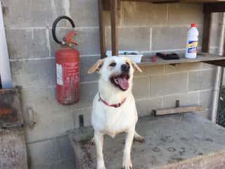 ASSOCIAZIONE RICOVERO CANI ABBANDONATI A.R.C.A. NOVESE ODV
