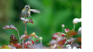 INSUBRIA WILDLIFE APS