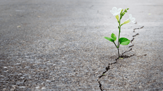 Fondazione Altre Parole - La Profondità del Benessere in Oncologia - ETS