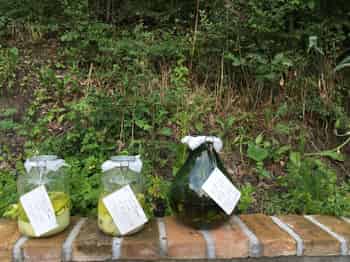 Immagine di ORDINE DEL NOCINO MODENESE-APS