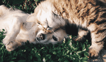 Immagine di ASSOCIAZIONE DIFESA ANIMALI SANDONATESE ODV