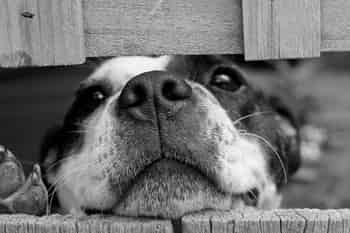 Immagine di AMICI ANIMALI DI FRANCO E FUFI ODV