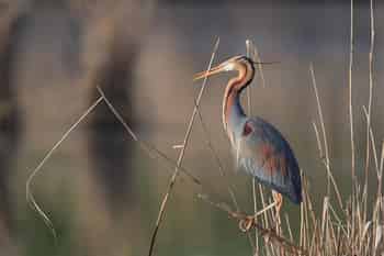 Immagine di AMICI DEL PADULE DI FUCECCHIO PER LA BIODIVERSITA' ODV