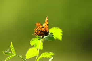 Immagine di A.P.E. NATURA ODV
