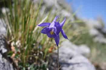 Immagine di ASSOCIAZIONE AQUILEGIA NATURA E PAESAGGIO APUANO A.P.S.