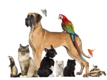 Immagine di ASSO DI CANI E GATTI ODV