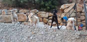 Immagine di BACK TO LIFE DOG RESCUE ODV