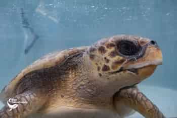 Immagine di BLUE CONSERVANCY ETS
