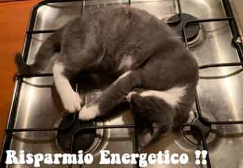 Immagine di BOLLATE A 6 ZAMPE APS