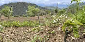 Immagine di CALABRIA WILD WINE APS
