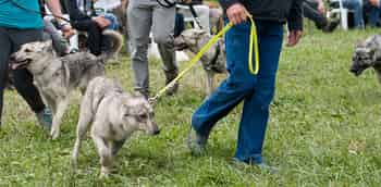 Immagine di CANE LUPINO DEL GIGANTE - ODV