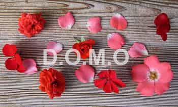 Immagine di D.O.M.O. DONATORI OSSOLANI MIDOLLO OSSEO ODV ETS