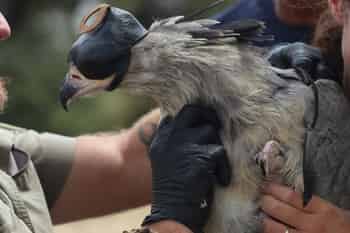 Immagine di EURAFRICA CONSERVATION PROJECTS - ODV