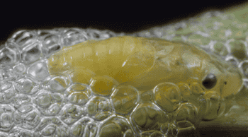 Immagine di ASSOCIAZIONE EFFERVESCIENZE ODV