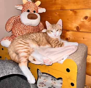 Immagine di FIEROGATTO ODV