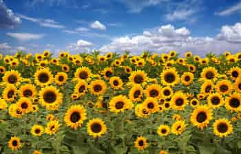 Immagine di FONDAZIONE IL GIRASOLE ETS
