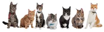 Immagine di AMICI DEL GATTILE  ODV