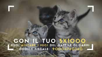 Immagine di ASSOCIAZIONE PROTEZIONE ANIMALI CARPIGIANA-ODV
