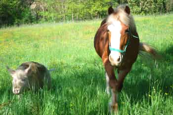 Immagine di G.E.A. ANIMAL'S LAND ODV