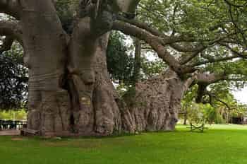 Immagine di GRUPPO AFRICA GRAND BAOBAB