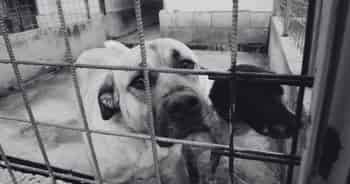 Immagine di ASSOCIAZIONE CIOTOLE PIENE PANCE FELICI RESCUE ITALIA APS