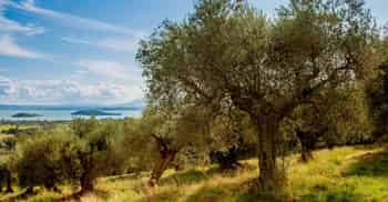 Immagine di LE OLIVASTRE APS