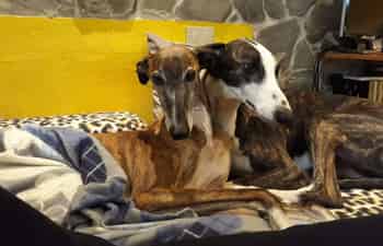 Immagine di PROGETTO GALGO ODV