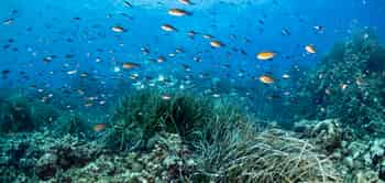 Immagine di REEF ALERT NETWORK ODV