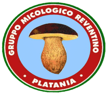 Immagine di GRUPPO MICOLOGICO REVENTINO APS