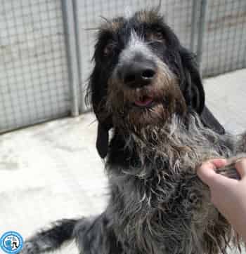 Immagine di ASSOCIAZIONE PROTEZIONE ANIMALI ORGANIZZAZIONE DI VOLONTARIATO