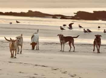 Immagine di STRAY DOGS APS - ASSOCIAZIONE DI PROMOZIONE SOCIALE