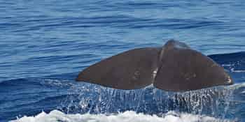 Immagine di SEA ME SARDINIA ASSOCIAZIONE DI PROMOZIONE SOCIALE