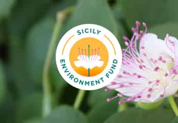 Immagine di SICILY ENVIRONMENT FUND ETS, IN FORMA ABBREVIATA, SEF ETS