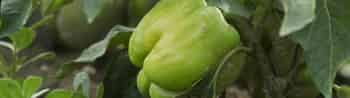 Immagine di SLOW FOOD OLTREPO PAVESE APS