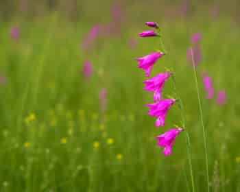 Immagine di SPECIE SELVATICA APS