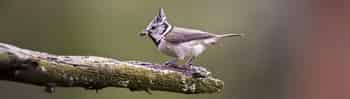 Immagine di VEREIN FUER VOGELKUNDE GROEDEN