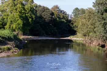 Immagine di WWF MARTESANA - SUD MILANO ODV