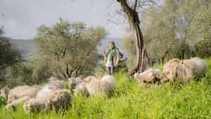 Immagine di WWOOF ITALIA APS WORLD WIDE OPPORTUNITIES ON ORGANIC FARMS