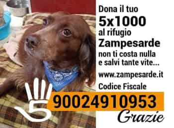 Immagine di ASSOCIAZIONE PROTEZIONE ANIMALI GHILARZESE I MIEI AMICI