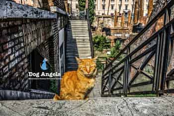 Immagine di DOG ANGELS ASSOCIAZIONE ITALIANA PROTEZIONE ANIMALI ODV