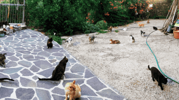 Immagine di GATTI DEL GIOVENZANO ODV (ORGANIZZAZIONE DI VOLONTARIATO)