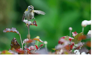 Immagine di INSUBRIA WILDLIFE APS
