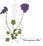 Logo di SOCIETA' BOTANICA ITALIANA ETS
